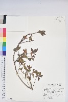 藏品(紅毛杜鵑)的圖片