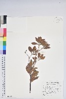 藏品(臺灣馬醉木)的圖片