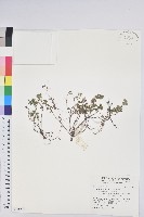 藏品(高山白珠樹)的圖片
