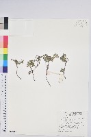 藏品(高山白珠樹)的圖片