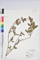 藏品(紅毛杜鵑)的圖片