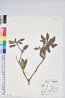 藏品(臺灣馬醉木)的圖片