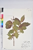 藏品(南燭)的圖片