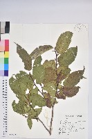 藏品(南燭)的圖片