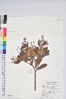 藏品(臺灣馬醉木)的圖片