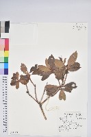 藏品(臺灣馬醉木)的圖片