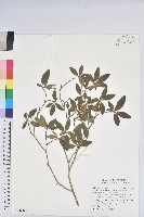 藏品(紅毛杜鵑)的圖片