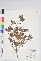 藏品(紅毛杜鵑)的圖片