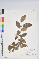 藏品(南燭)的圖片