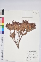 藏品(臺灣馬醉木)的圖片
