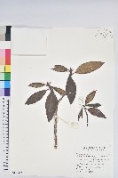 藏品(森氏杜鵑、森氏滿江紅)的圖片