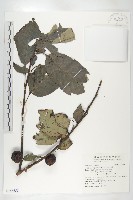 藏品(山柿, 山豆柿)的圖片