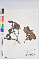 藏品(玉山杜鵑)的圖片