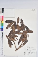 藏品(森氏杜鵑、森氏滿江紅)的圖片