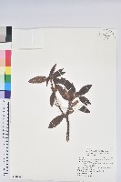 藏品(玉山杜鵑)的圖片