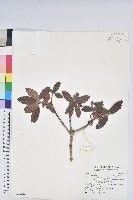 藏品(玉山杜鵑)的圖片