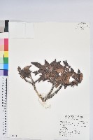 藏品(玉山杜鵑)的圖片