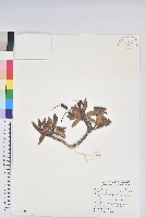 藏品(玉山杜鵑)的圖片