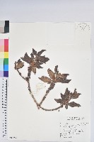 藏品(玉山杜鵑)的圖片