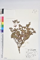 藏品(紅毛杜鵑)的圖片