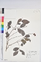 藏品(細葉饅頭果)的圖片