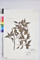 藏品(米飯花)的圖片