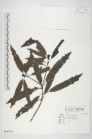 藏品(桃葉珊瑚)的圖片