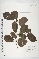 藏品(東瀛珊瑚)的圖片