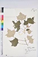 藏品(台灣白匏子)的圖片