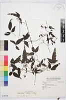 藏品(田村氏鐵線蓮)的圖片