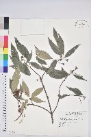 藏品(粗糠柴)的圖片