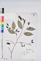 藏品(交力坪鐵色)的圖片