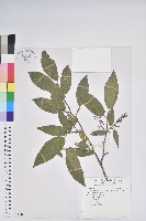 藏品(銳葉南燭)的圖片