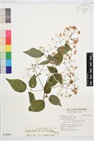 藏品(梨山小蓑衣藤)的圖片