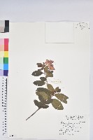 藏品(金毛杜鵑)的圖片