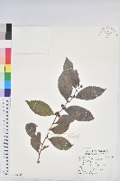 藏品(細葉饅頭果)的圖片