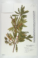 藏品(水石榕)的圖片