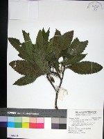 藏品(山枇杷、臺灣枇杷)的圖片