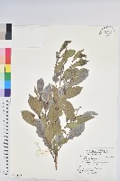 藏品(細葉饅頭果)的圖片