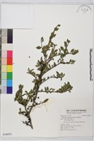 藏品(變葉鼠李)的圖片