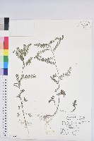 藏品(銳葉小還魂)的圖片