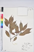 藏品(細葉青剛)的圖片