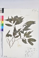 藏品(日本五月茶、南投五月茶)的圖片