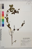 藏品(牯嶺勾兒菜, 臺灣黃鱔藤)的圖片