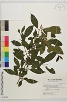 藏品(畢祿山鼠李)的圖片