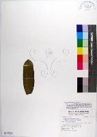 藏品(白蝴蝶蘭、臺灣蝴蝶蘭、蝴蝶蘭)的圖片