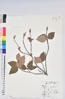 藏品(守城滿山紅、馬禮士杜鵑)的圖片