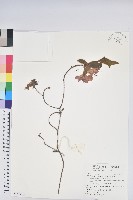 藏品(金毛杜鵑)的圖片