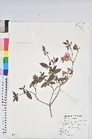 藏品(金毛杜鵑)的圖片