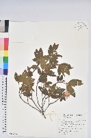 藏品(金毛杜鵑)的圖片